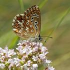 Silbergrüner Bläuling (Polyommatus coridon), Weibchen - L'Argus bleu-nacré, une femelle.