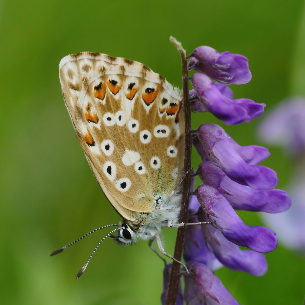 Silbergrüner Bläuling (Polyommatus coridon), weibl.