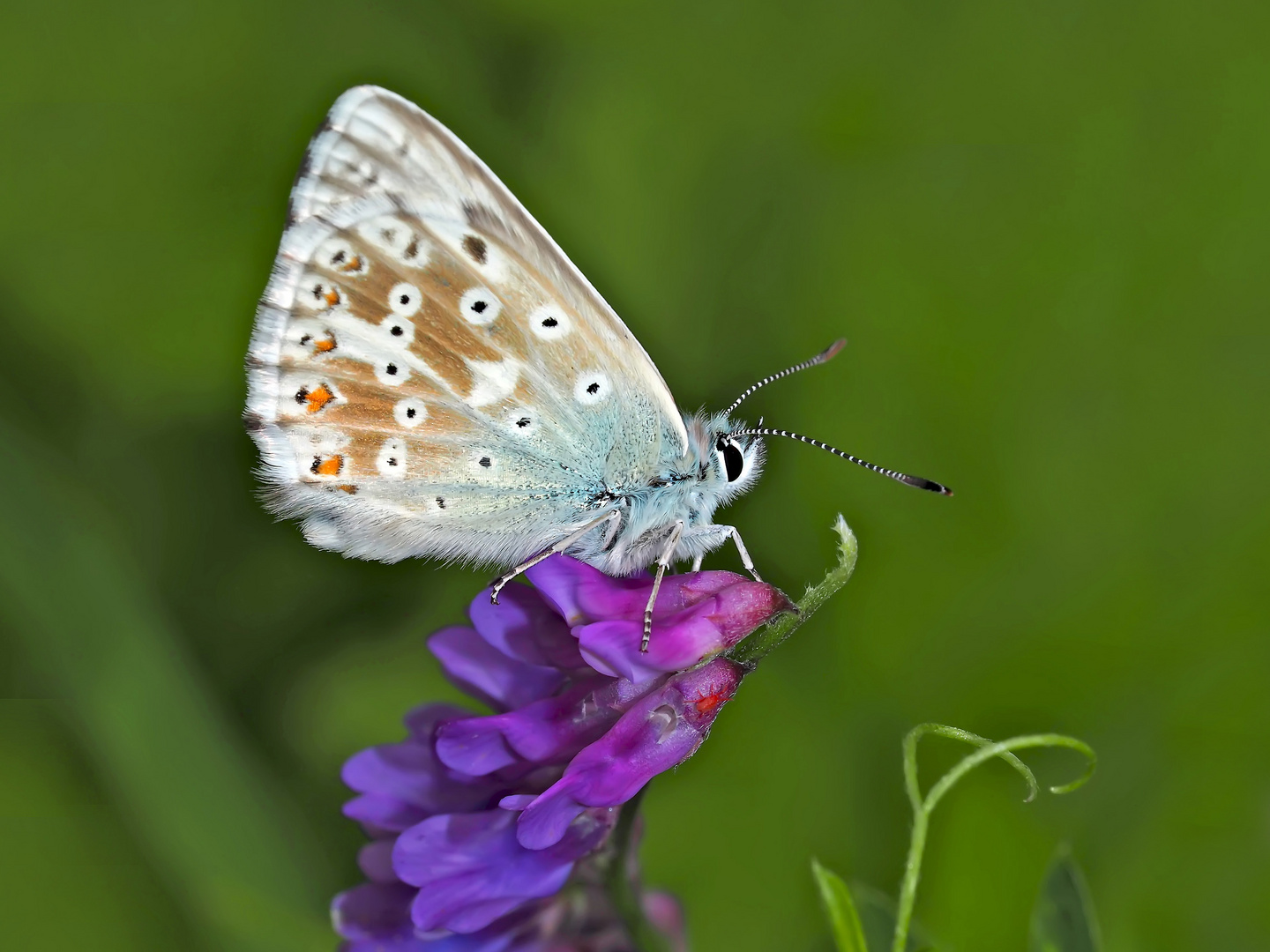 Silbergrüner Bläuling (Polyommatus; Lysandra coridon) - Argus bleu-nacré.