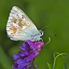 Silbergrüner Bläuling (Polyommatus; Lysandra coridon) - Argus bleu-nacré.