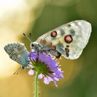 Silbergrüner Bläuling + roter Apollo