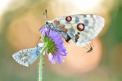 Silbergrüner Bläuling + roter Apollo + Mücke