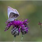 Silbergrüner Bläuling und Schwebfliege