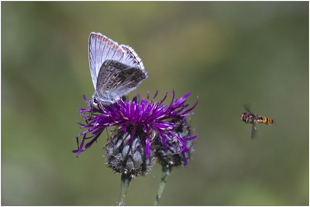 Silbergrüner Bläuling und Schwebfliege