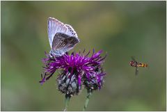 Silbergrüner Bläuling und Schwebfliege