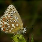 Silbergrüner Bläuling, Weibchen im Profil