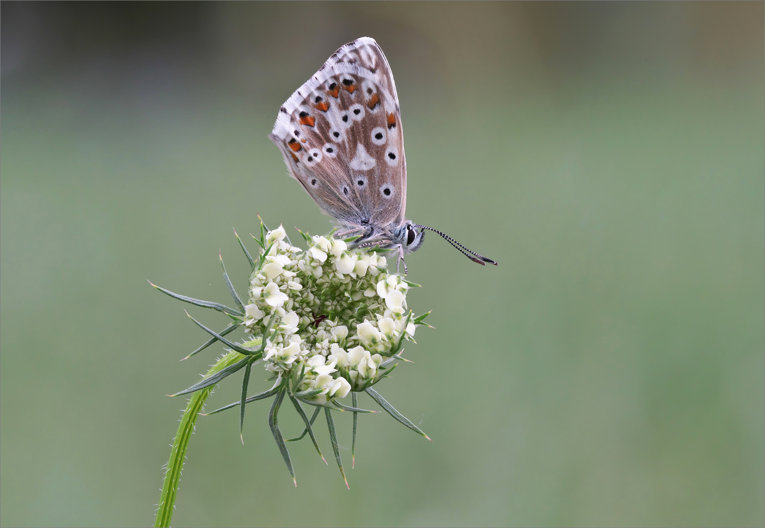 Silbergrüner Bläuling weiblich