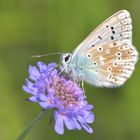 Silbergrüner Bläuling,Lysandra coridon - danke an Peter Butterfly