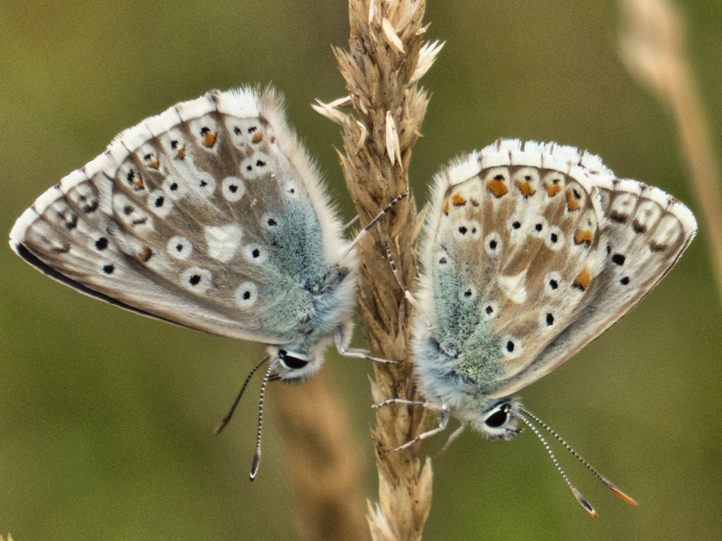 Silbergüner Bläuling (Polyommatus coridon)