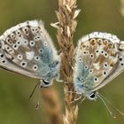 Silbergüner Bläuling (Polyommatus coridon)