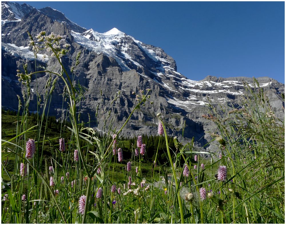 Silberhorn