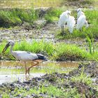 Silberklaffschnabel-Storch