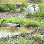 Silberklaffschnabel-Storch