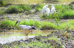 Silberklaffschnabel-Storch