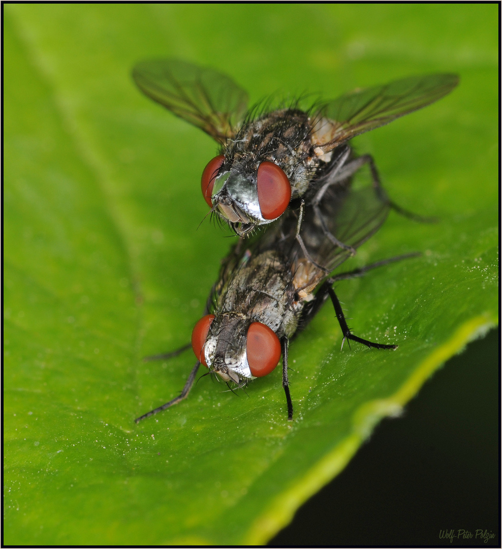 Silberkopf: Fleischfliege Metopia argyrocephala