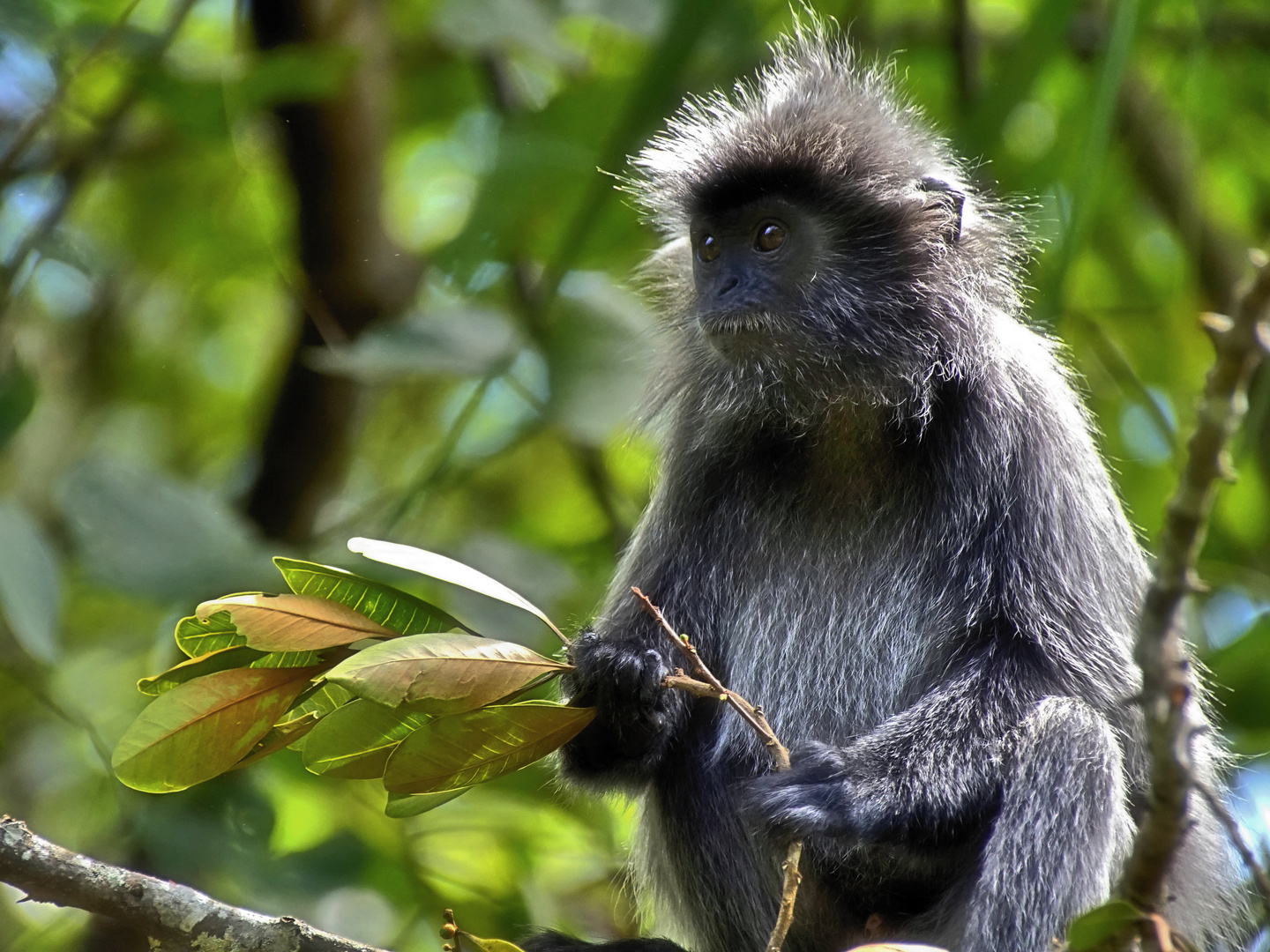 Silberlangur