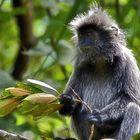 Silberlangur