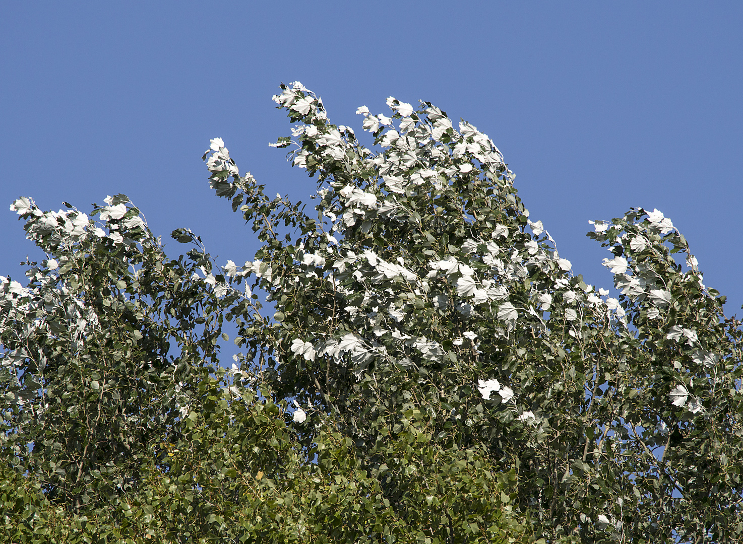 silberlaub