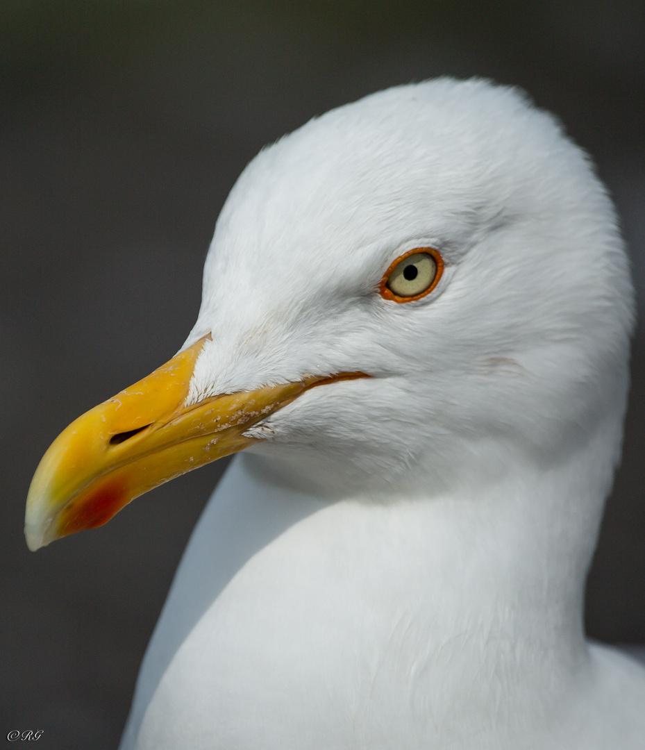 Silbermöve 