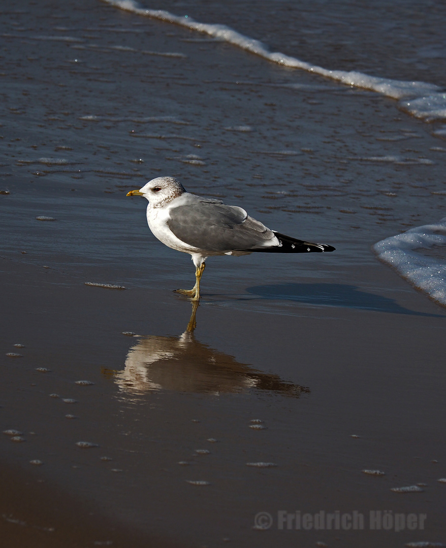 Silbermöve am Strand von Kolberg