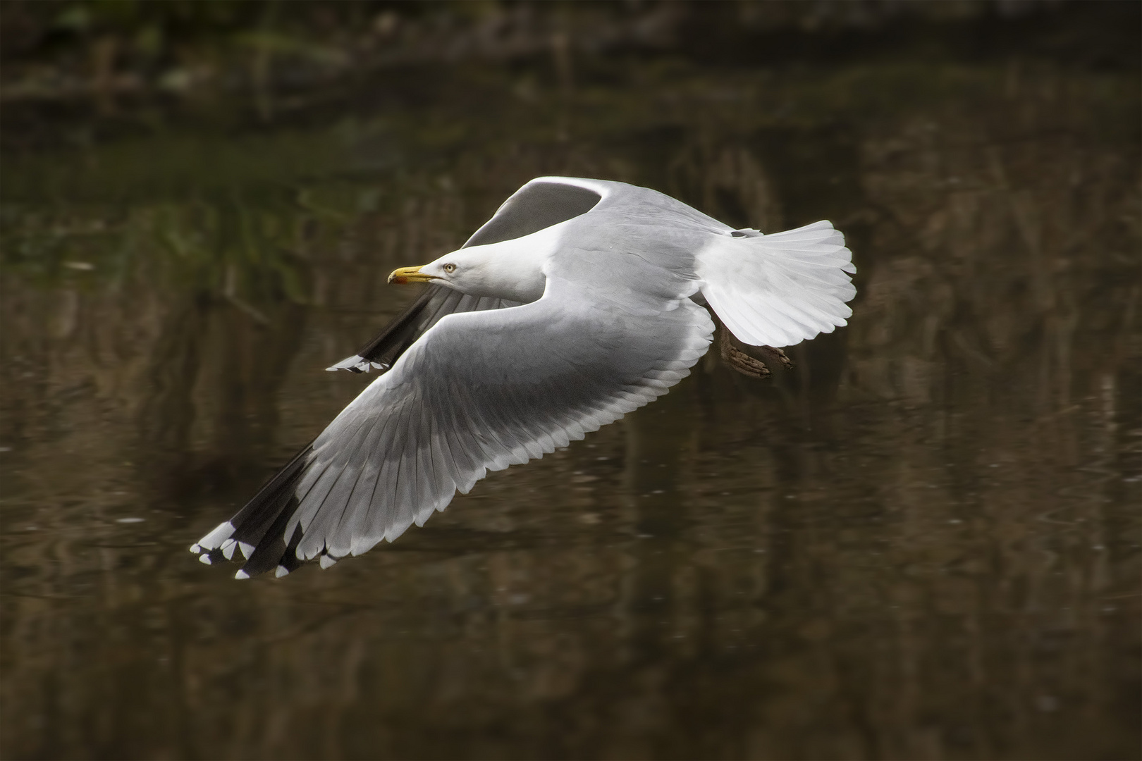 Silbermöve im Anflug 