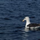 Silbermöve in der Nordsee