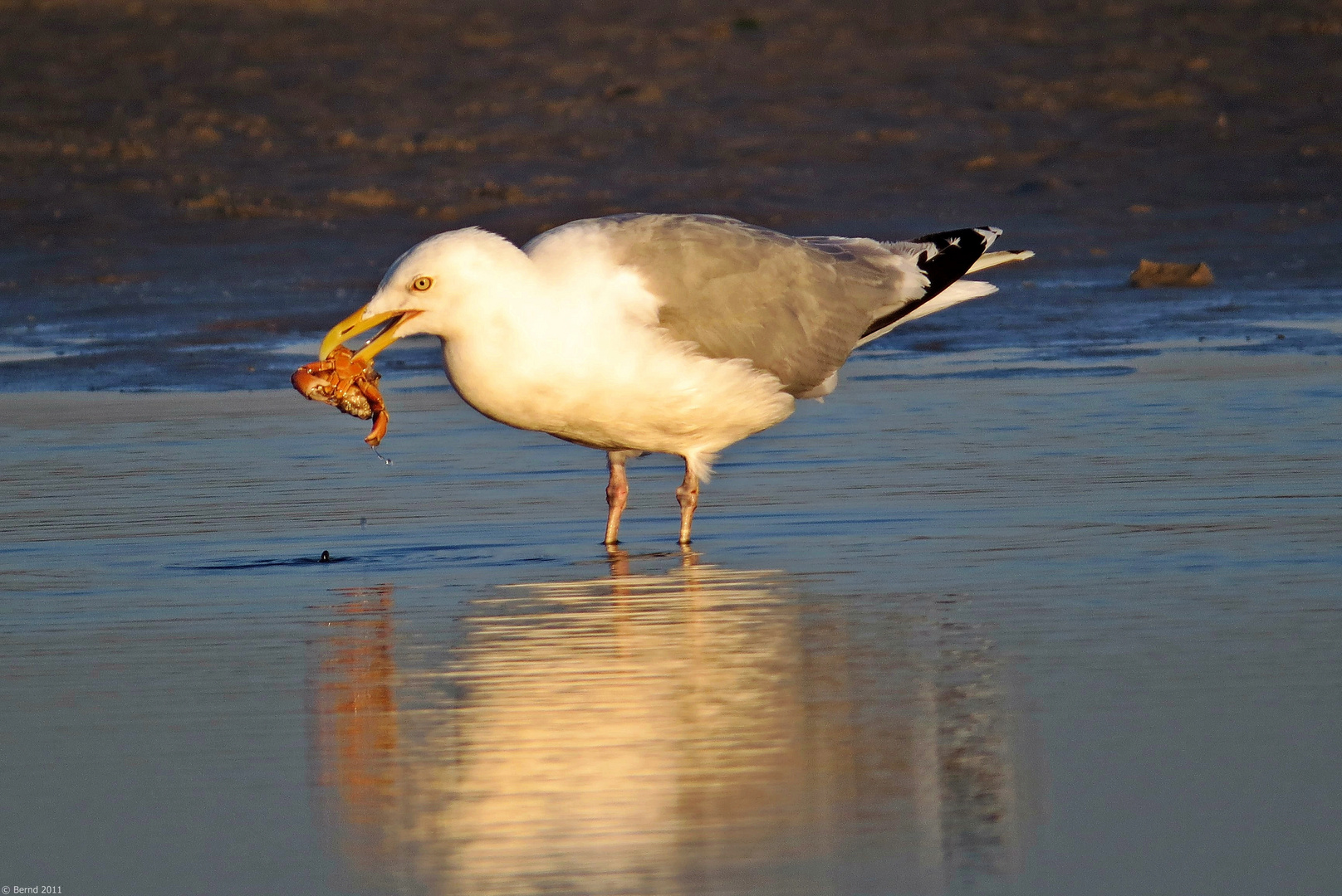 Silbermöve (Larus argentatus)