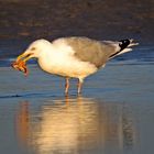 Silbermöve (Larus argentatus)