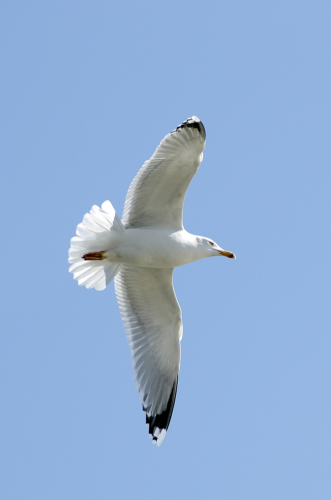 Silbermöve (Larus argentatus) adult