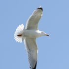 Silbermöve (Larus argentatus) adult