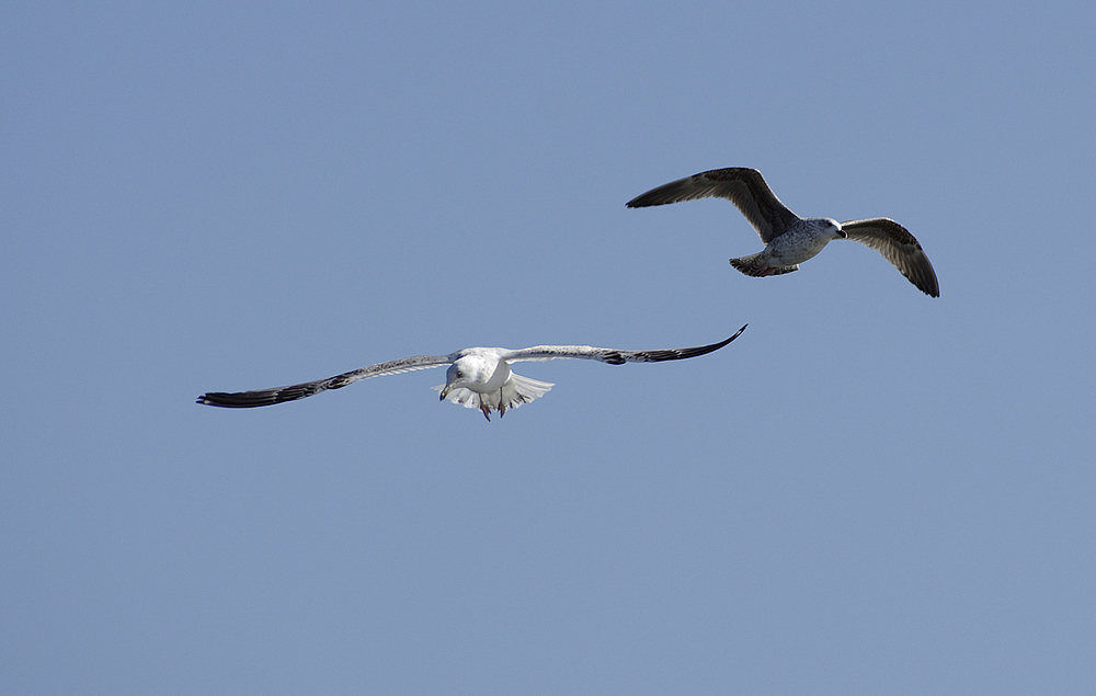 Silbermöve (Larus argentatus) juve