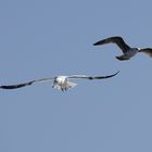 Silbermöve (Larus argentatus) juve