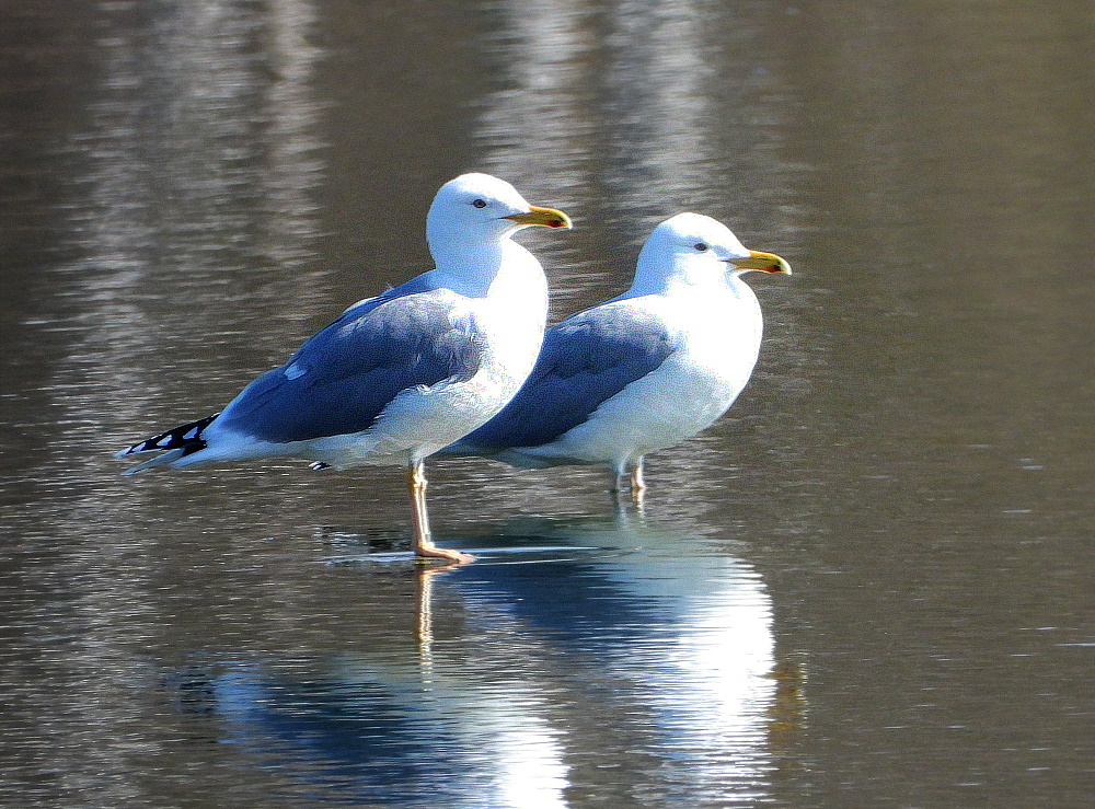 Silbermöven (Larus argentadus)