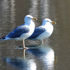 Silbermöven (Larus argentadus)