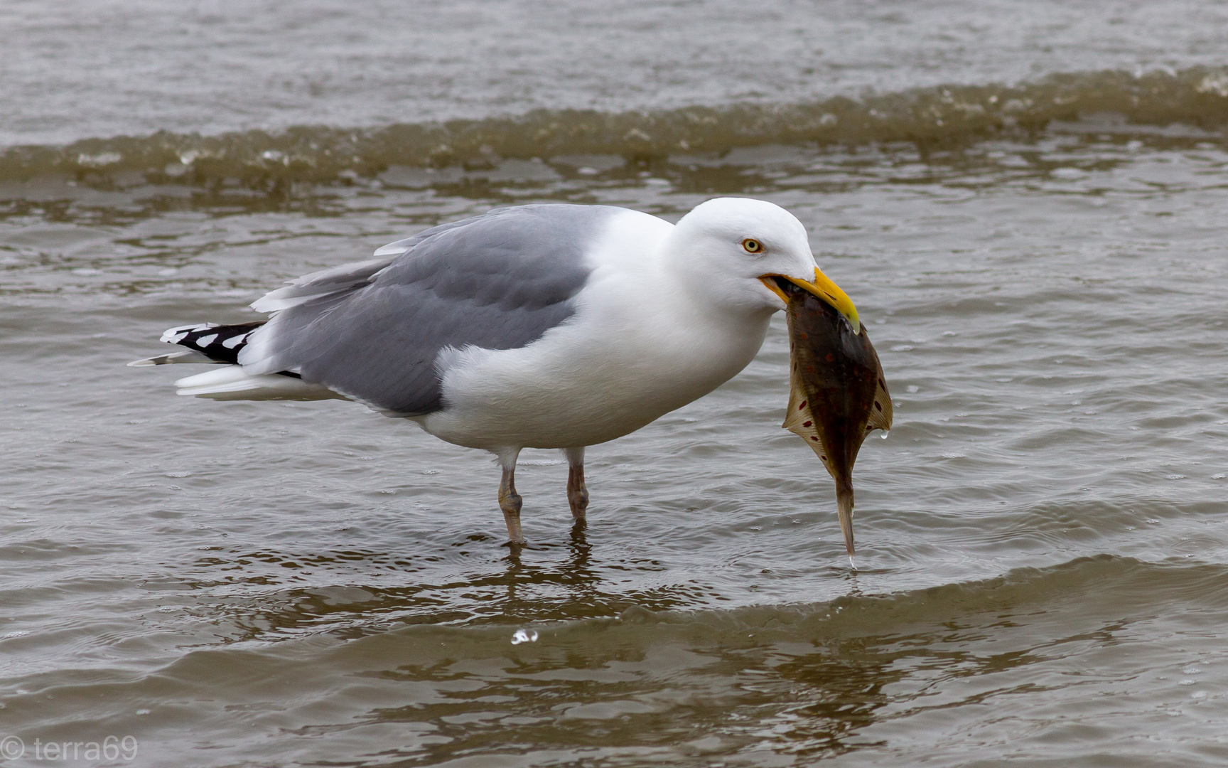 Silbermöwe