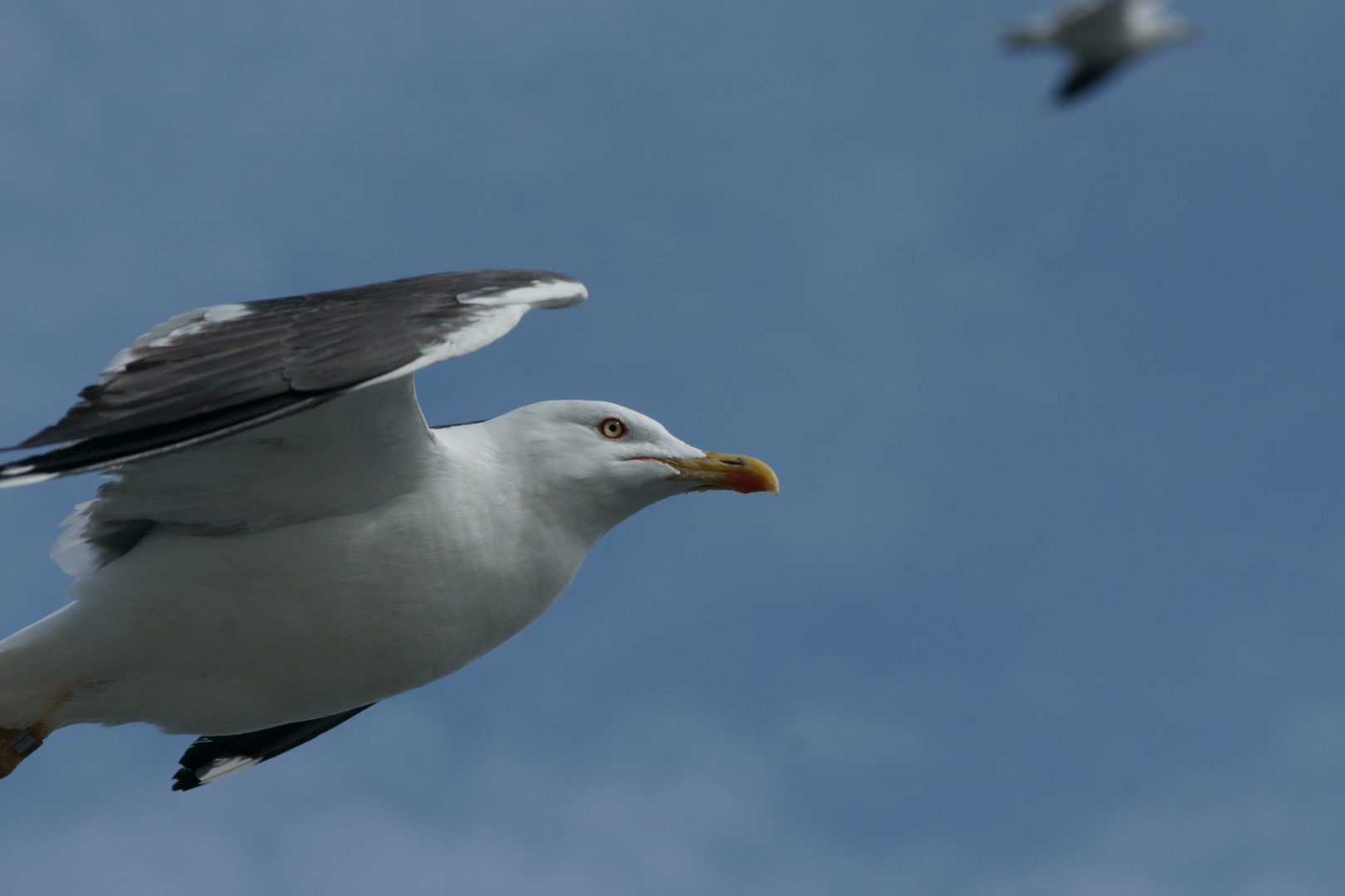 Silbermöwe 1 von der Texel-Fähre Nordholland aus