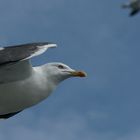 Silbermöwe 1 von der Texel-Fähre Nordholland aus