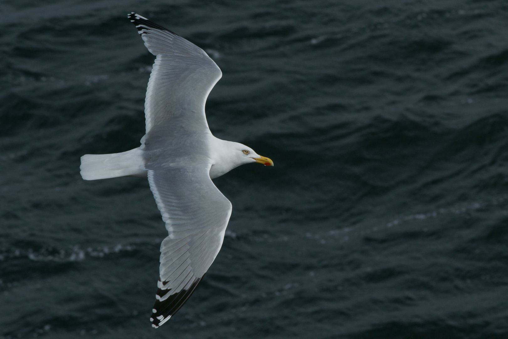 Silbermöwe 2 von der Texel-Fähre Nordholland aus