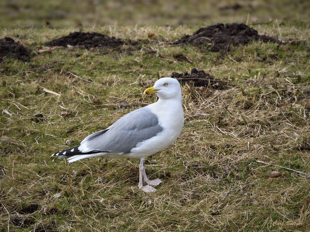 Silbermöwe