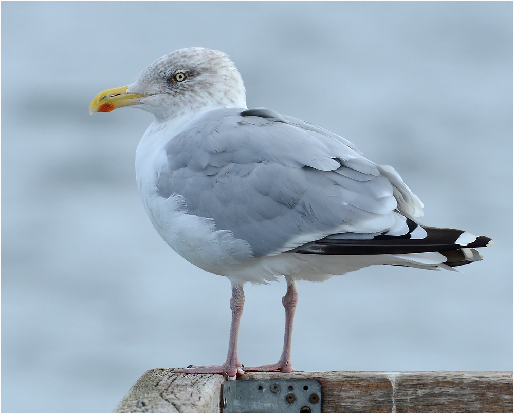 Silbermöwe