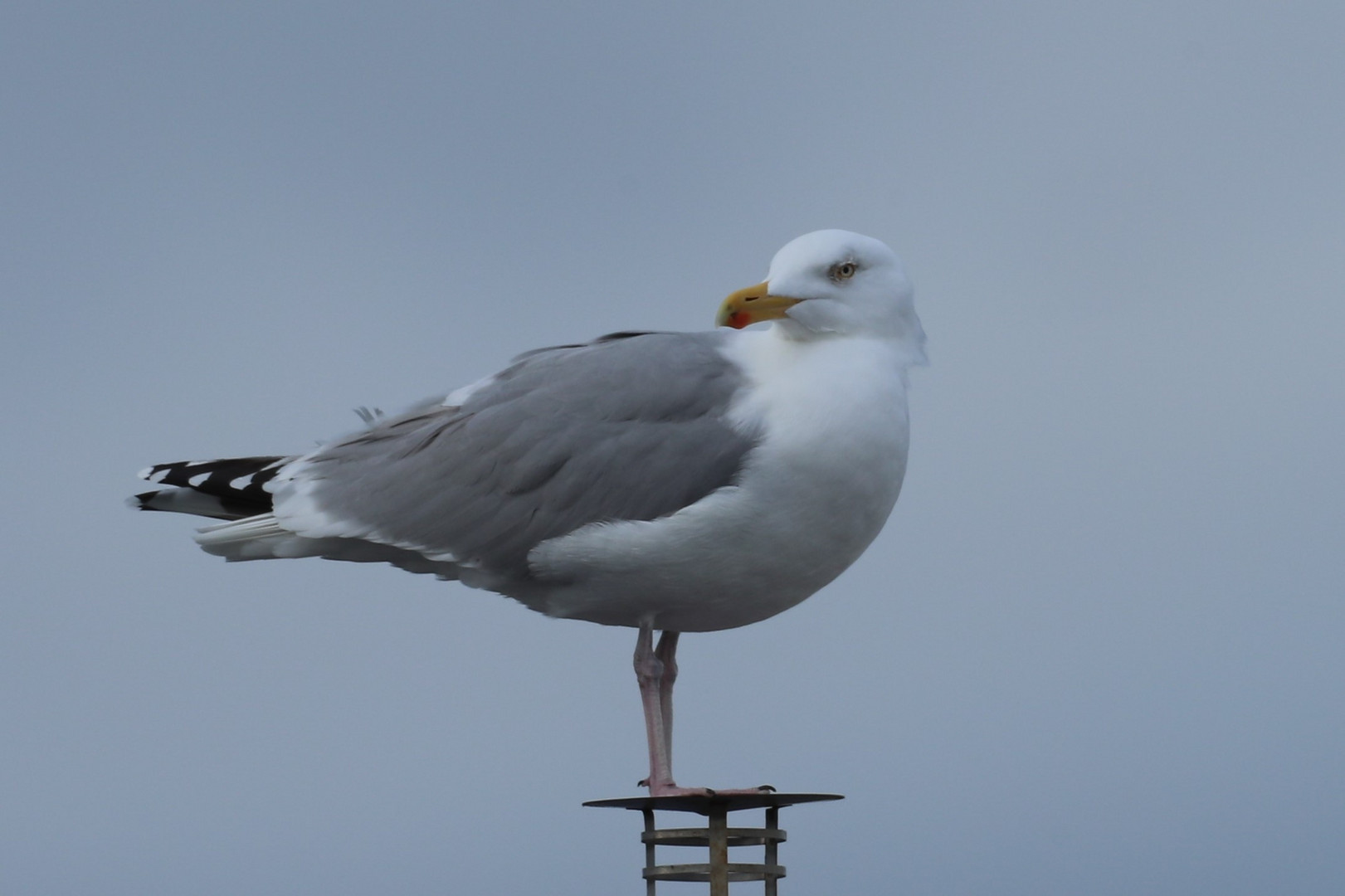 Silbermöwe