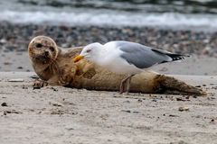 Silbermöwe ärgert Seehund auf Helgoland
