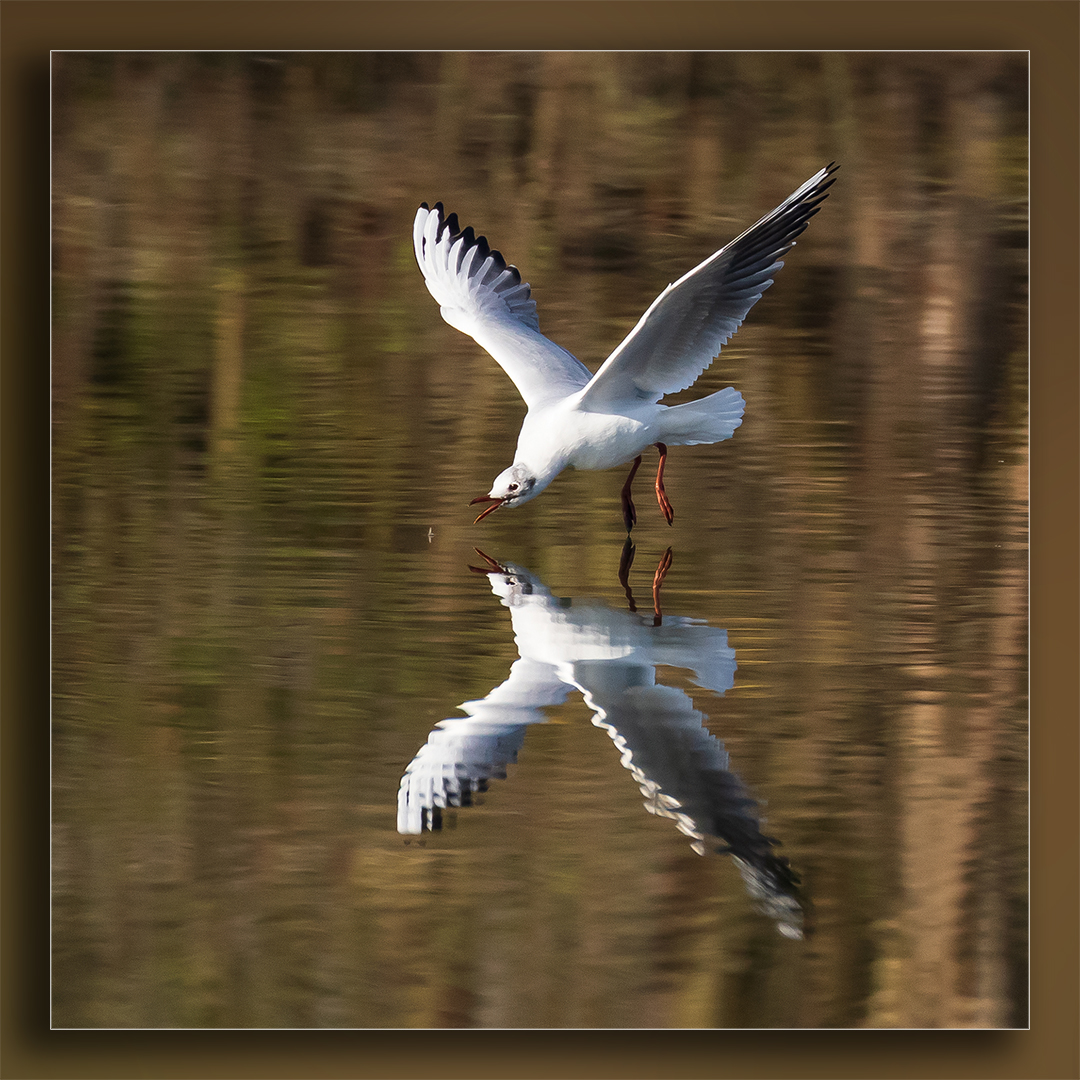 Silbermöwe am Aueweiher