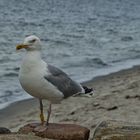 Silbermöwe am Strand von Haffkrug