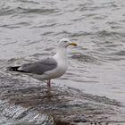 Silbermöwe an der Nordsee