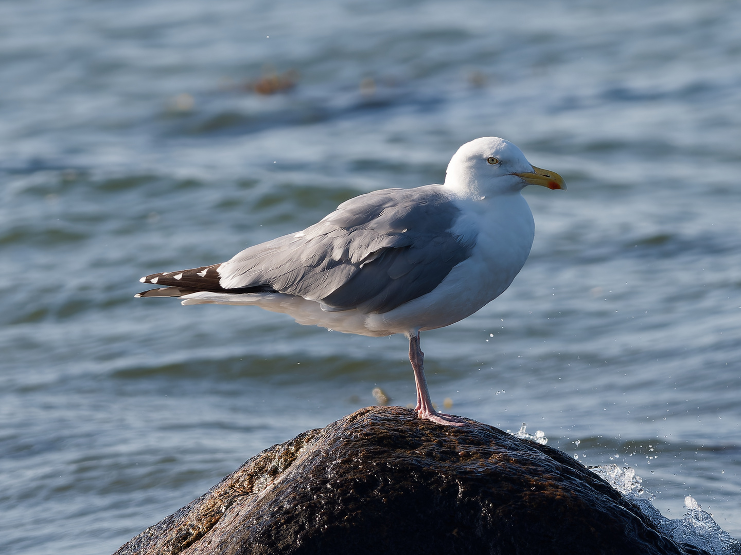 Silbermöwe an der Ostsee 