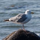 Silbermöwe an der Ostsee 