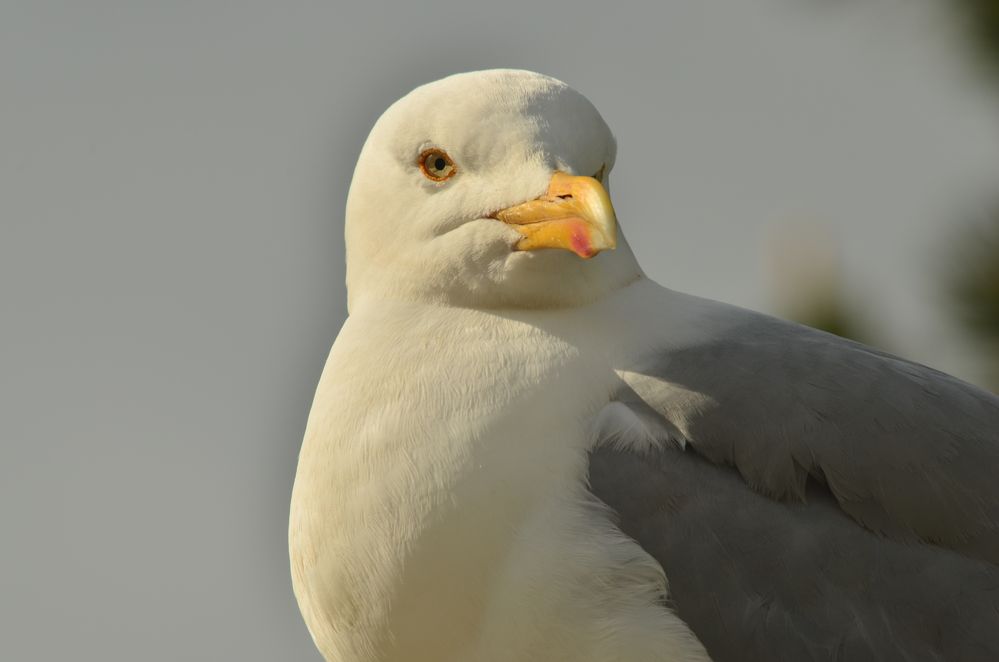 Silbermöwe auf Beobachtungsposten