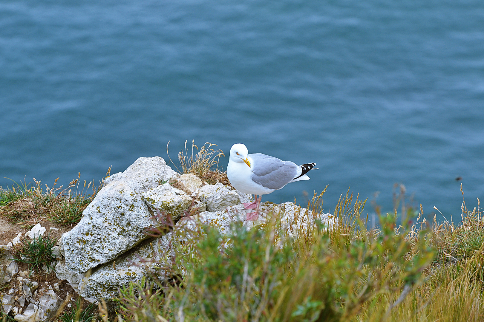 Silbermöwe auf den Falaises von Étretat