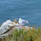 Silbermöwe auf den Falaises von Étretat